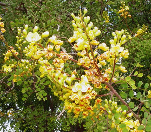 Caesalpinia Cacalaco 'Cascalote' Tree/Shrub