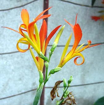 Edible Canna Edulis / Arrowroot or Indian Shot