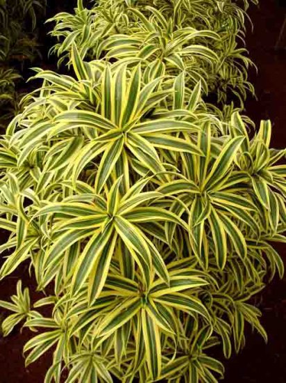 Song Of India Variegated Pleomele Reflexa OUTSTANDING!