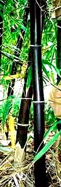 Rare Timor Black Bamboo / Bambusa Lako