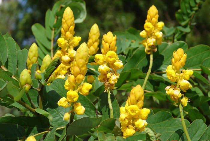 Candlestick Cassia Alata Shrub or Tree With Blooming Golden Spikes!