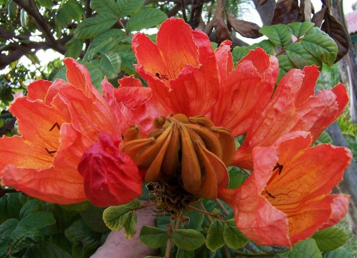African Tulip Tree Spathodea Campanulata, 3 Gallon