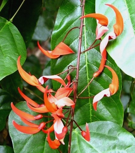VERY Rare Strongylodon Siderospermus Jade Vine SEED, A protected species!