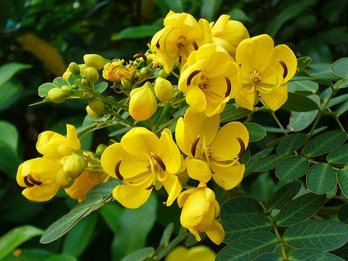 Christmas Cassia / Cassia Bicapsularis WINTER BLOOMER - ONLY ONE IN STOCK!