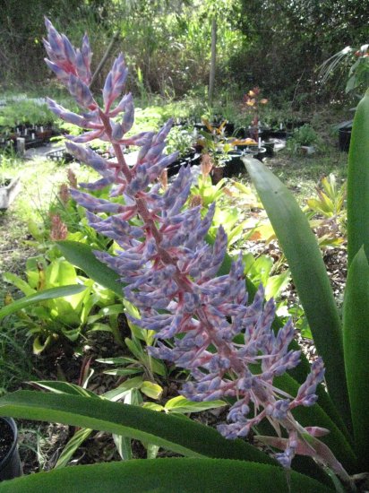Aechmea 'Shelldancer' Bromeliad ~ Hybrid of Fendleri x Dichlamydea