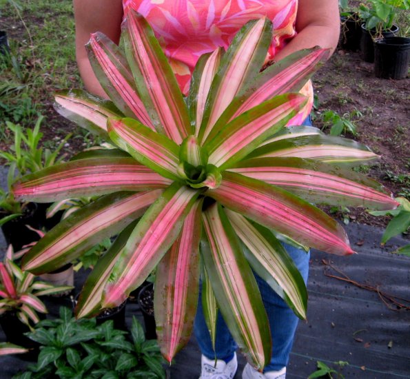 Neoregelia Tri-Colored Bromeliad, Grows to 2' Wide!! Pretty in PINK