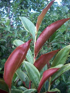 Alpinia Caerulea Ginger 'Red backed' OR Blue Berry Ginger