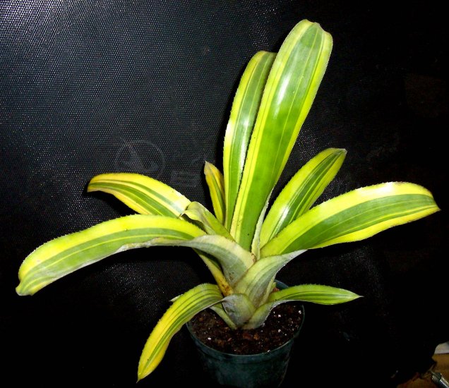 SALE! Billbergia Pyramidalis Striata Bromeliad Variegated House Plant