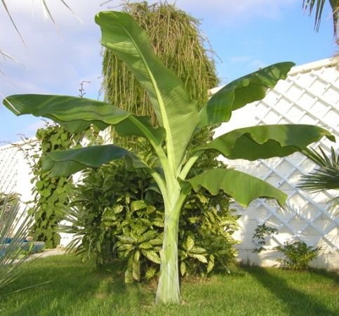 Ensete Glaucum Snow Banana MUSA Massive Flower 5 Seeds