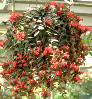 aeschynanthus radicans the lipstick plant great for indoors too aeschynanthus radicans the lipstick plant great for indoors too