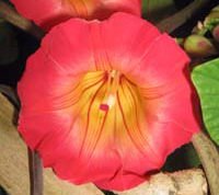 Rare Stictocardia Beraviensis VINE Hawaiian Sunset Bell Plant