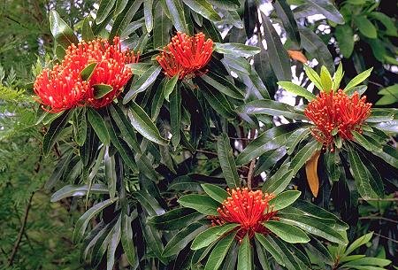 Alloxylon Flammeum Tree ~ Vulnerable Queensland Waratah