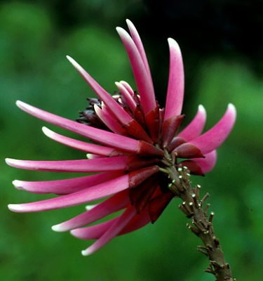 Erythrina Amazonica Tree ~ Crimson Pink Rare Hybrid