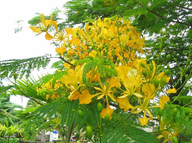 Rare Delonix Regia Var. 'Flavida' or 'Flava', Poinciana Tree!