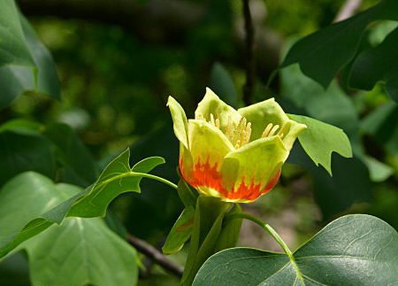 Liriodendron Tulipifera 100 Seeds, Tulip Poplar Tree COLD HARDY