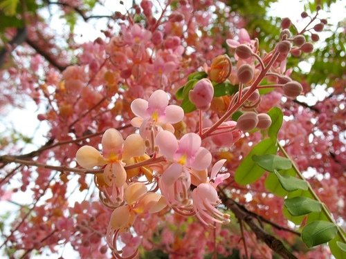 Cassia Grandis 15 seeds, Tropical Coral Shower Flowering Tree