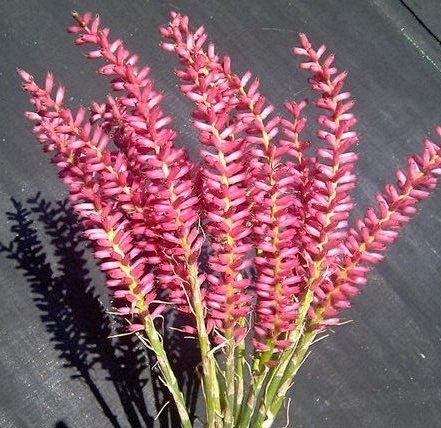 Aechmea Gamosepala Bromeliad~ Large Form!