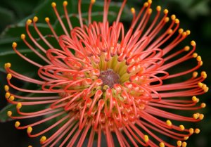 Leucospermum Cordifolium Shrub, Pincushion, Proteaceae - 5 Seeds