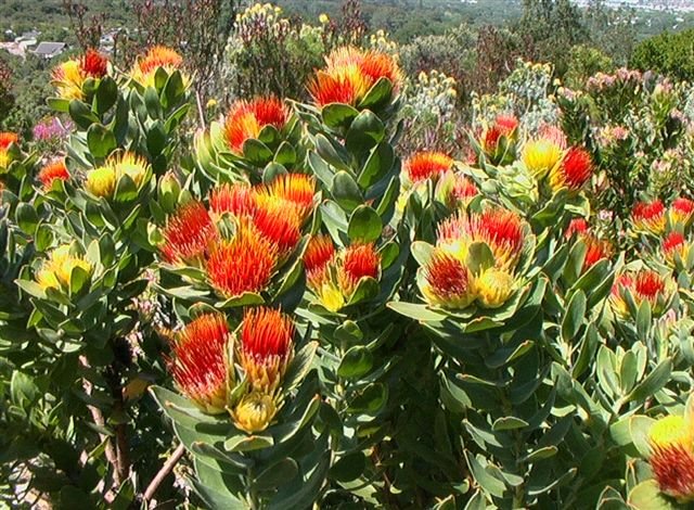 Leucospermum Olefolium, Overberg Pincushion Shrub, Proteaceae - 5 Seeds