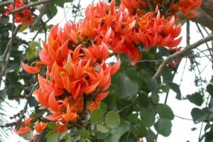 Butea Monosperma Tree 25 Seeds, Flame Of The Forest, Parrot Tree