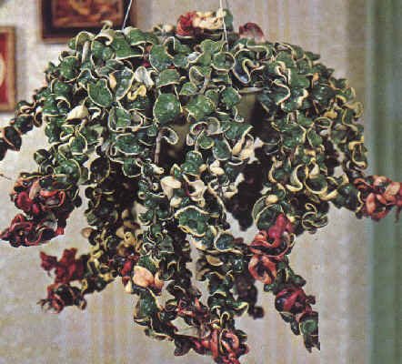 Hoya Variegated Hindu Wax Rope PLANT