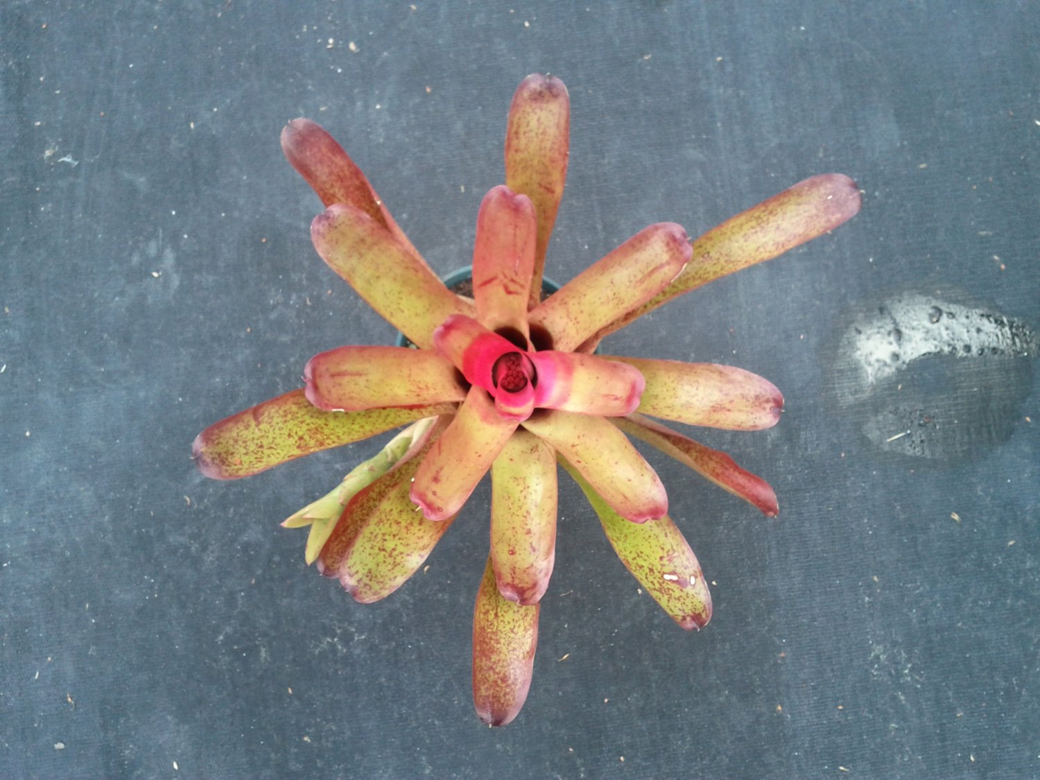 SALE! Mystery Neoregelia sp. Bromeliad #N1, Beautiful Strawberry Colors With Blue Flowers!