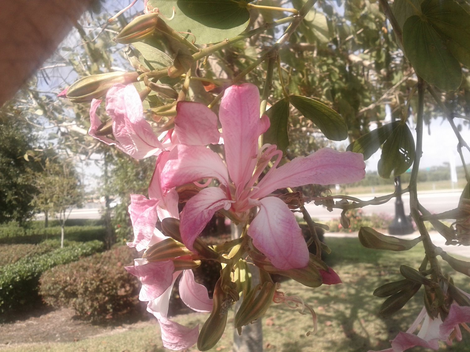Bauhinia Purpurea, Pink/Purple Orchid Tree 10 Seeds, Camel's Foot