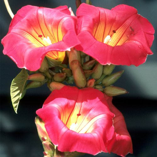 Rare Stictocardia Beraviensis VINE, Hawaiian Sunset Bell 2 SEEDS