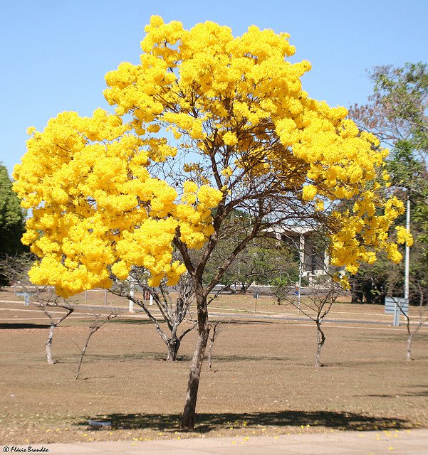 Tabebuia Chrysotricha 15 Seeds, Golden Trumpet Tree