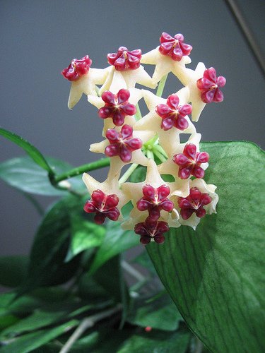 Hoya Polyneura, A Highly Collectable Fishtail Hoya