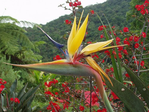 RARE Mandela's Gold Bird Of Paradise SEEDS~ Strelitzia Reginea OUTSTANDING!