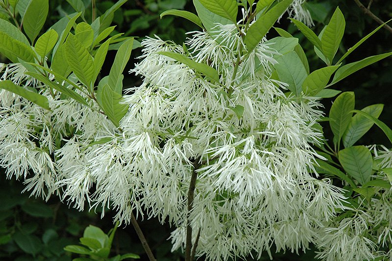 Chionanthus Virginicus 10 Seeds, Hardy White Fringetree, Grancy Greybeard