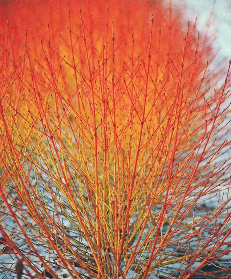 Cornus Sanguinea 250 Seeds, Dogwood or Midwinter Fire, Winter Flam
