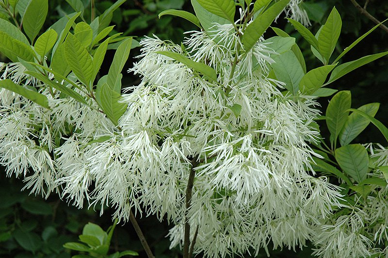 Chionanthus Virginicus 100 Seeds, Hardy White Fringetree, Grancy Greybeard
