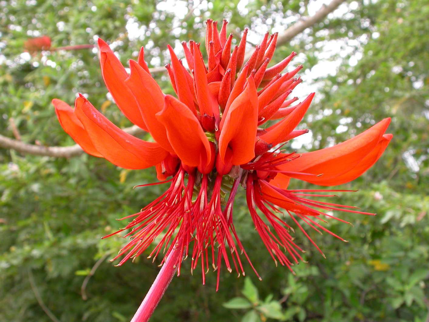 Erythrina Arborescens Tree 100 Seeds, Great For Smaller Yards!