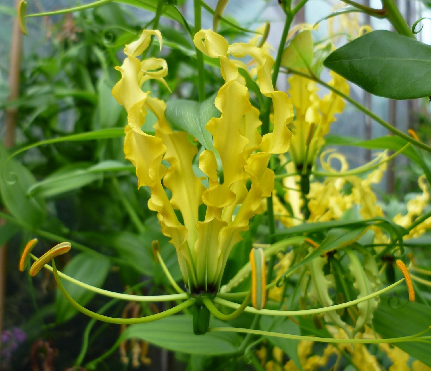 Gloriosa Lutea Glory Vine 10 Seeds, Climbing Flame Lily