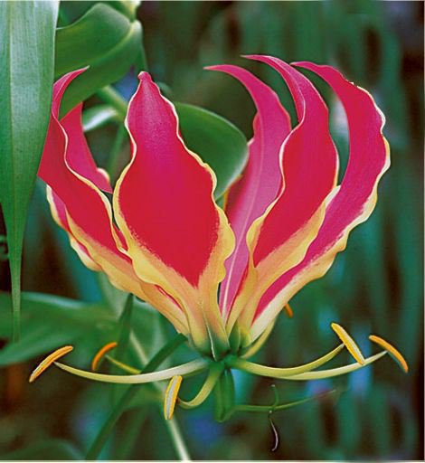Gloriosa Rothschildiana Glory Vine 10 Seeds, Climbing Flame Lily