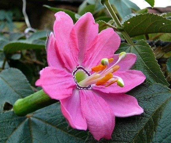 Passiflora Mollissima 10 Seeds, Banana Passion Fruit Vine