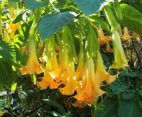 Brugmansia Pumpkin Yellow 5 Seeds, Angel Trumpet Shrub Or Sm Tree