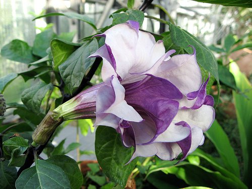 Datura Double Metel Purple 10 seeds, Devil's Trumpet, Horn of Plenty