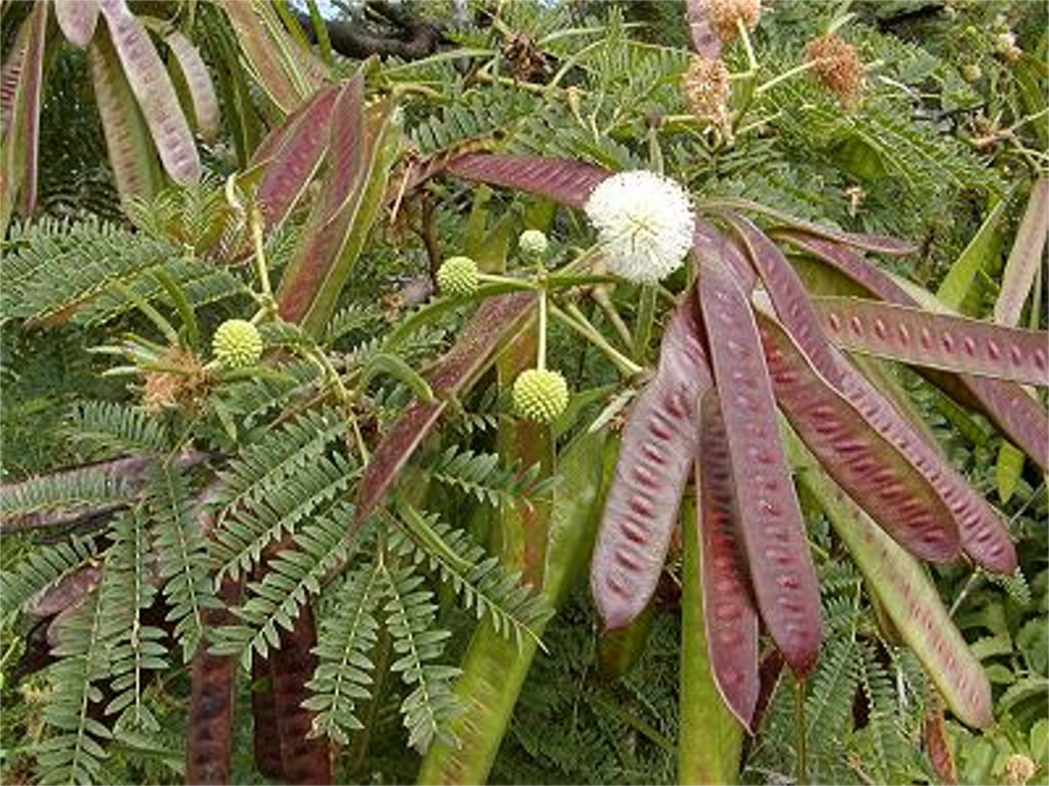 leucaena-leucocephala-miracle-lead-tree-koa-haole-150-seeds