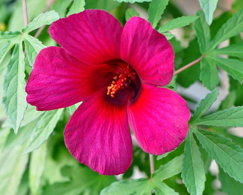 Hibiscus Radiatus 15 Seeds, Monarch Rosemallow