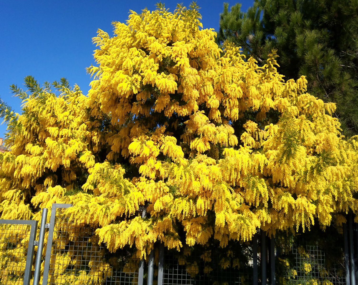 Дерево С Желтыми Цветами