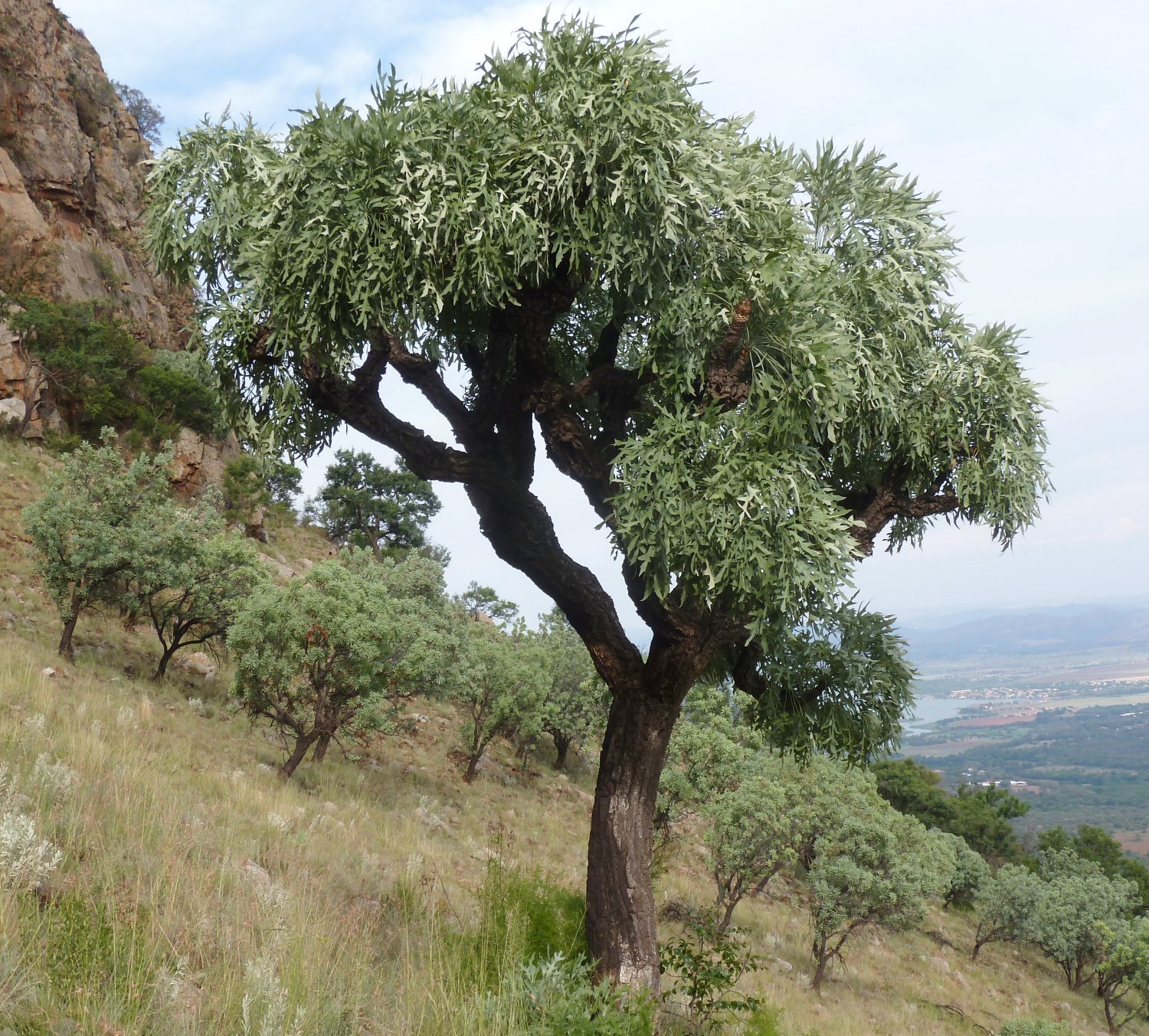 Cussonia Paniculata, Mountain Cabbage Tree and very Unique - 5 Seeds