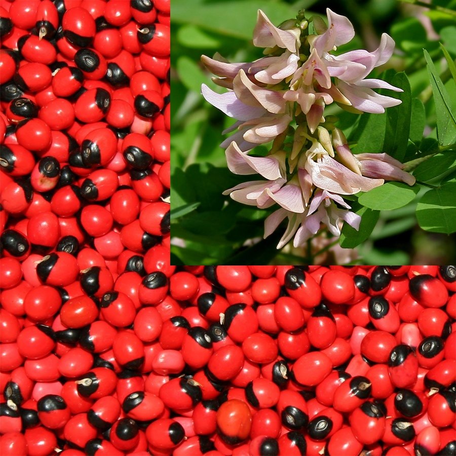 Abrus Precatorius Vine 100 Seeds, Craft Jewelry Beads, Rosary Pea