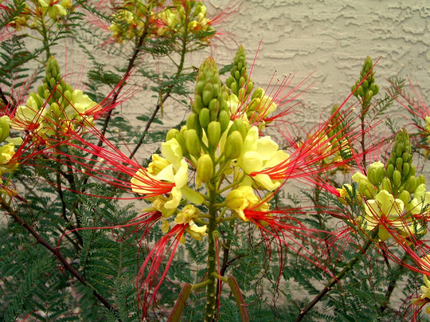 Caesalpinia Gilliesii Shrub/Tree Eye Poping Flowers!! Yellow Bird of Paradise 10 Seeds.