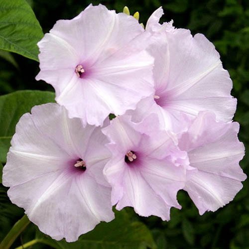Ipomoea Carnea 10 Seeds, Morning Glory Shrub Tree Bush! Great for smaller yards...