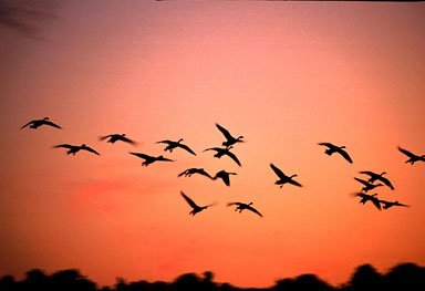 Book Of Proverbs - Wise Saying & Observations