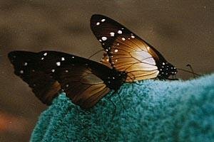 Environmental Science Environmental Management Bio Diversity