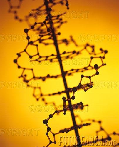 Biology Intergration & Coordination of Bodily Processes II